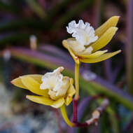 Imagem de Dendrobium striolatum Rchb. fil.