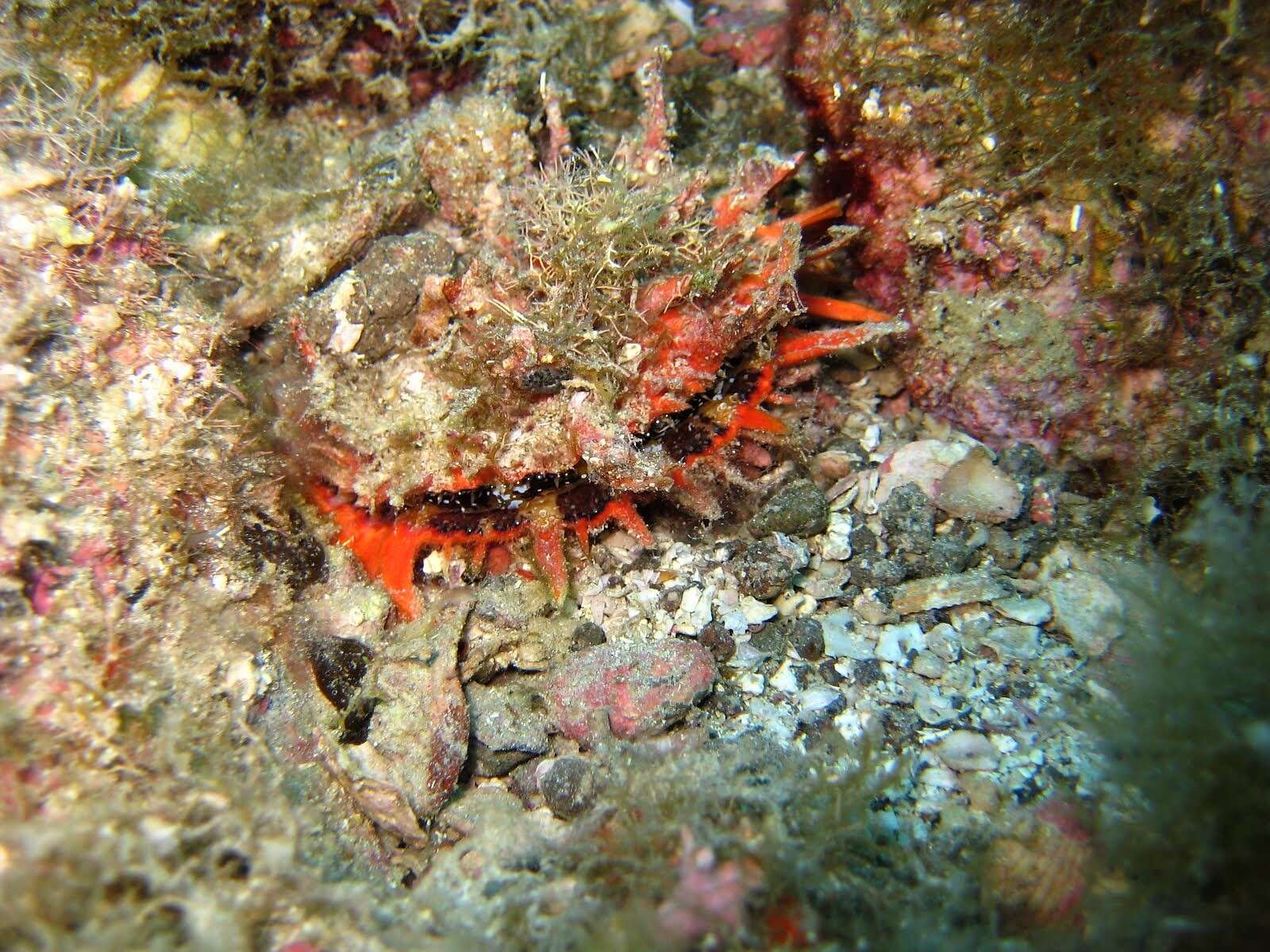 Image of Spondylus crassisquama Lamarck 1819