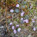 Image of Utricularia dichotoma subsp. novae-zelandiae