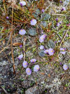 Image of Utricularia dichotoma subsp. novae-zelandiae