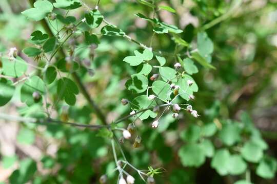 Image of Thalictrum guatemalense C. DC. & Rose ex Rose