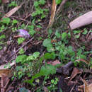 Plancia ëd Cirsium tashiroi Kitam.