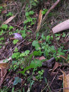 Plancia ëd Cirsium tashiroi Kitam.