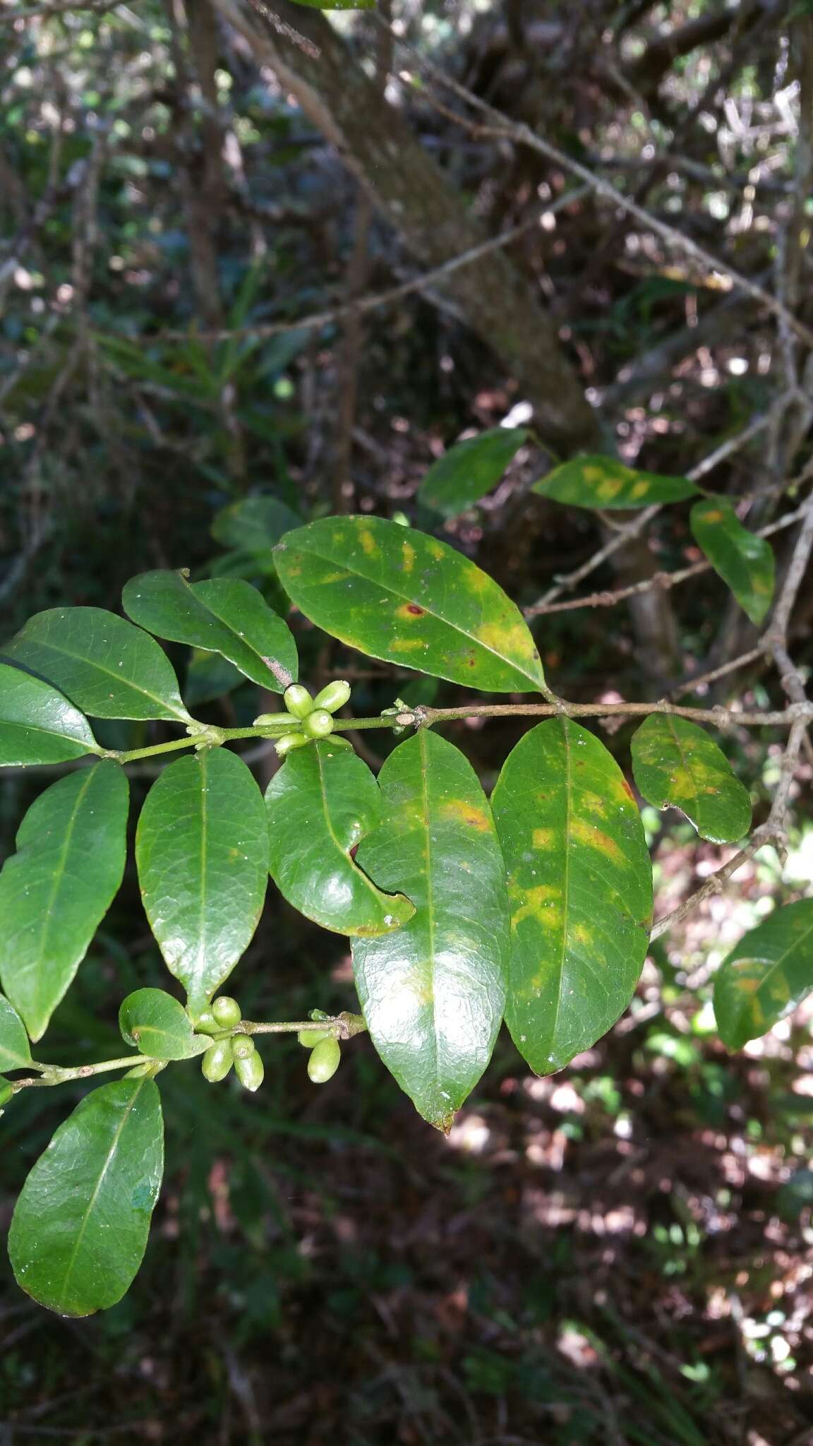 Image of Saldinia proboscidea Hochr.