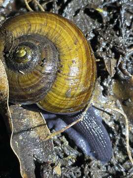 Image of Powelliphanta traversi (Powell 1930)