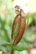 Image of Disperis lindleyana Rchb. fil.