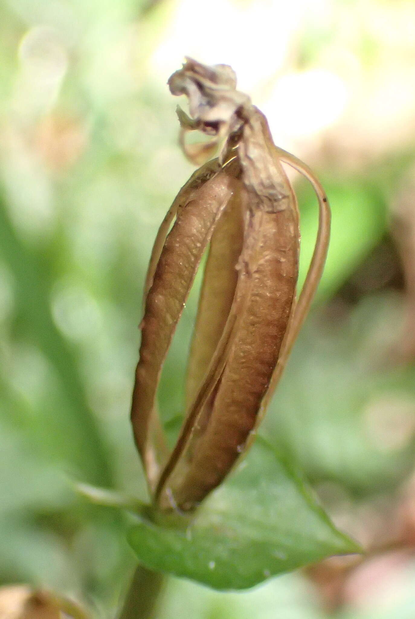 Image of Disperis lindleyana Rchb. fil.