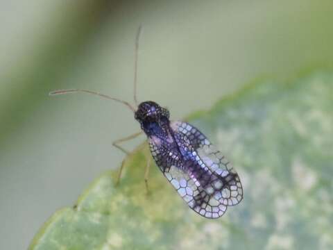 Image of Andromeda Lace Bug