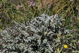 Image of Verbascum undulatum Lam.