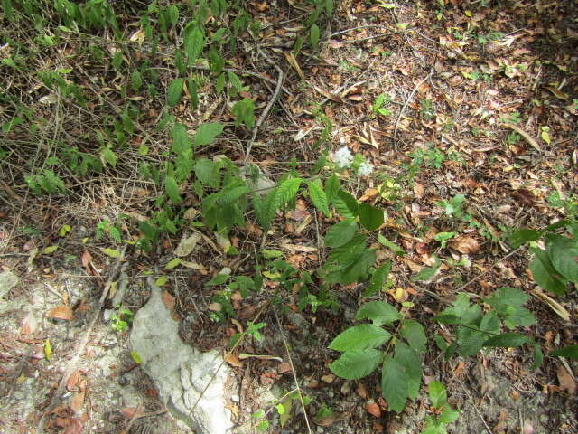 Image of Lantana radula Sw.