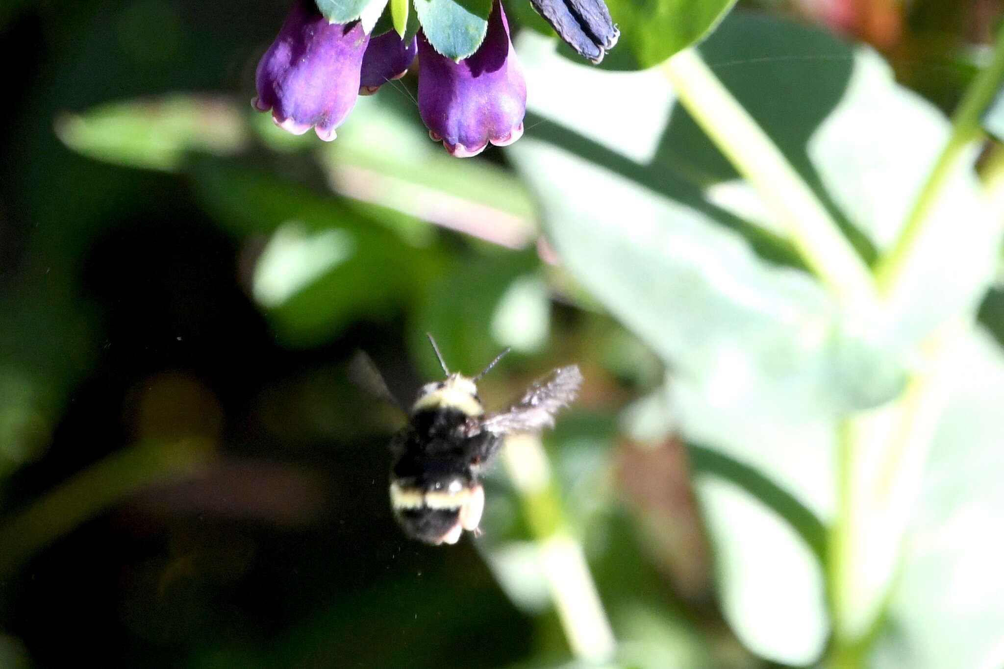 Image of Van Dyke Bumble Bee