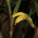 Image of Maxillaria meridensis Lindl.