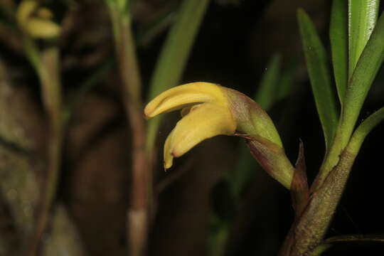 Image of Maxillaria meridensis Lindl.