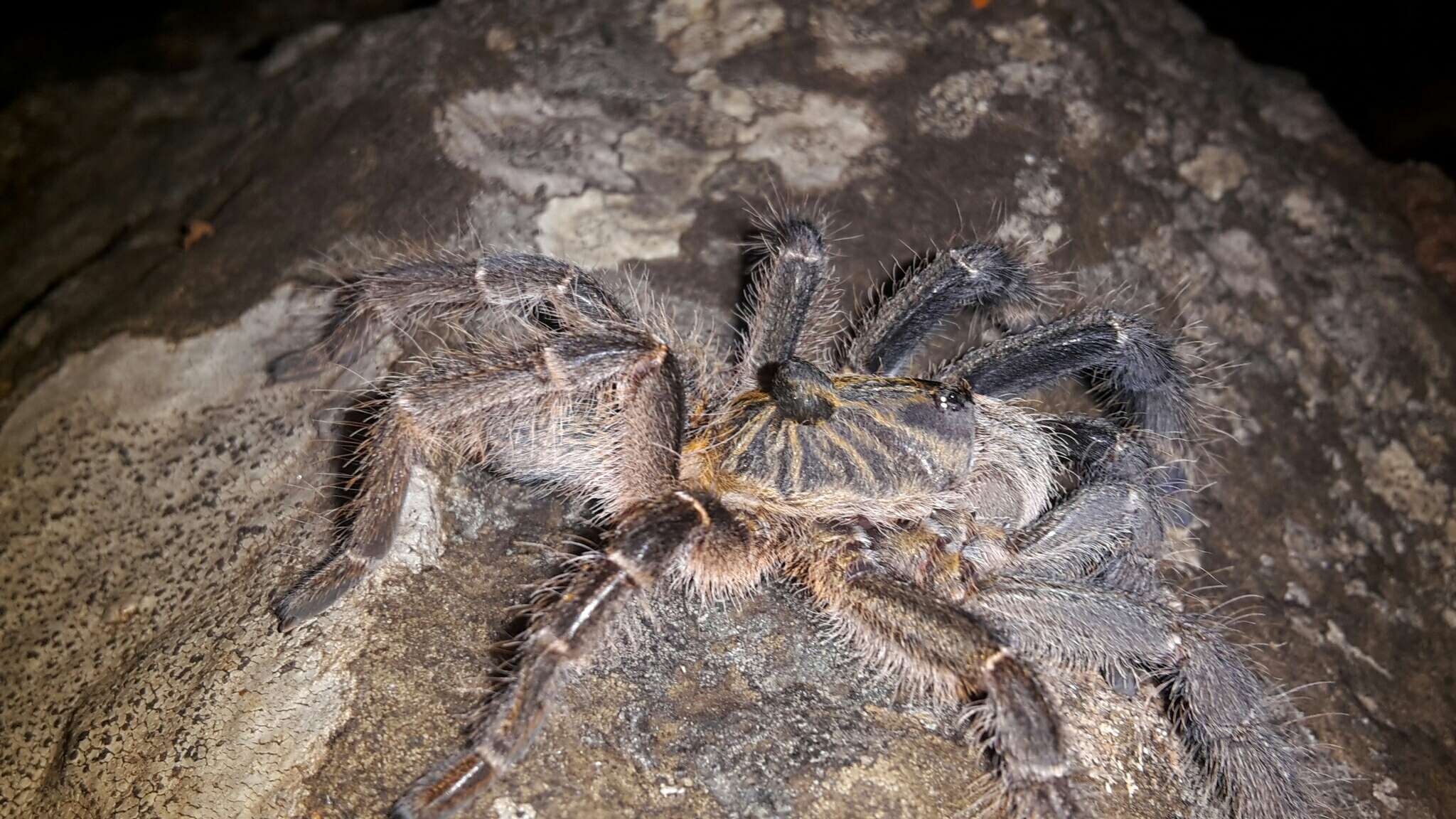 Image of Straight Horned Baboon Tarantula