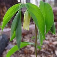 Image of sessileleaf bellwort