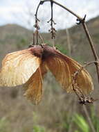 Plancia ëd Heteropterys brachiata (L.) DC.