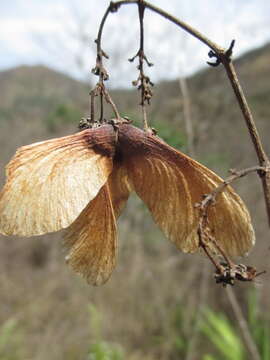 Image of Heteropterys brachiata (L.) DC.