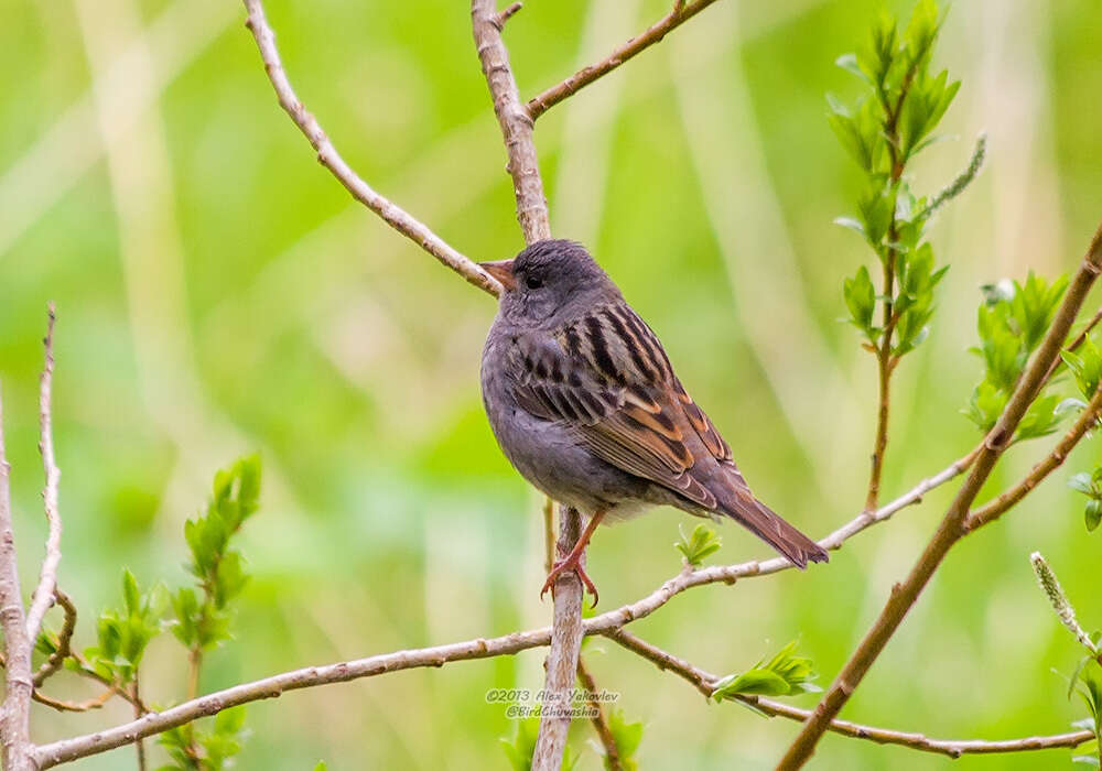 Image of Gray Bunting