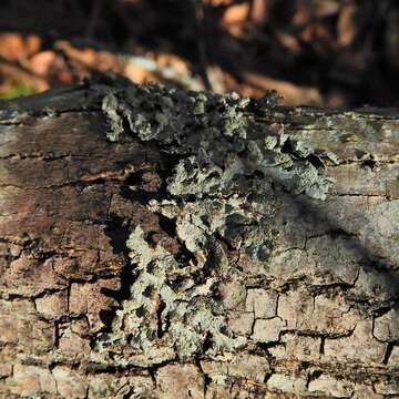 Image of Showman's hypotrachyna lichen