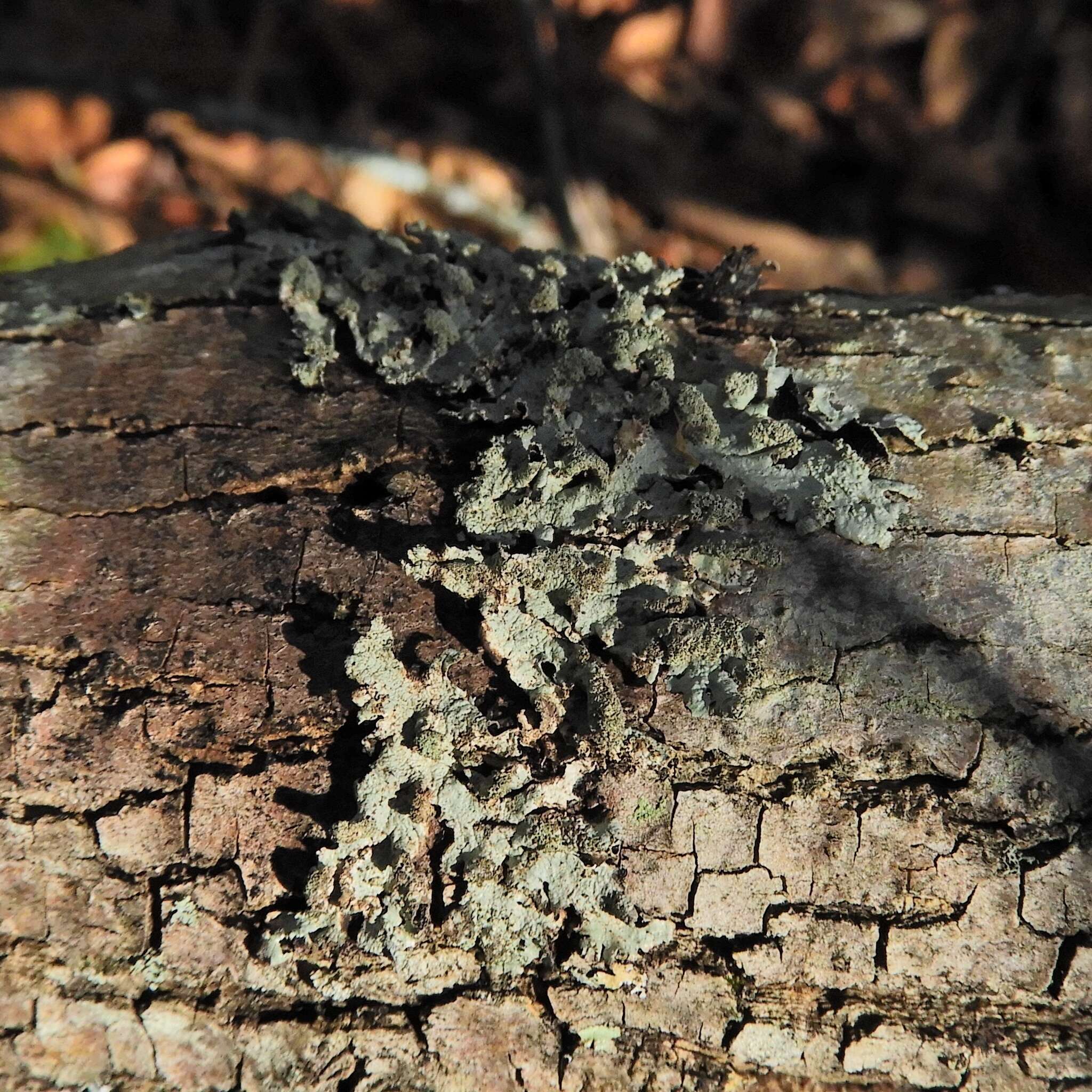 Image of Showman's hypotrachyna lichen