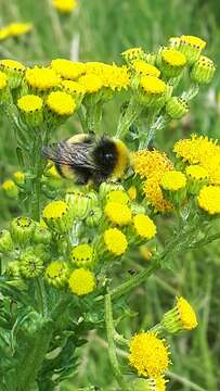 Image of White-tailed bumblebee