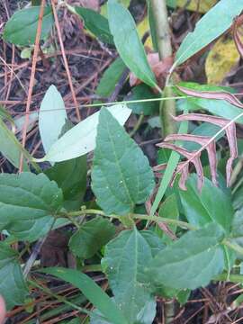 Image of lesser snakeroot