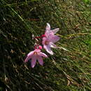 Image of Ixia stohriae L. Bolus