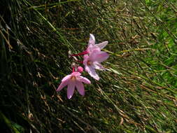 صورة Ixia stohriae L. Bolus