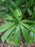 Image of Mangrove fan palm