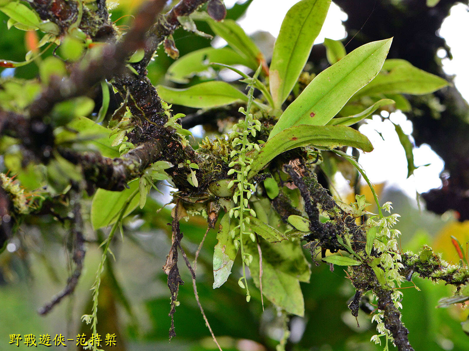 Image of Liparis elliptica Wight