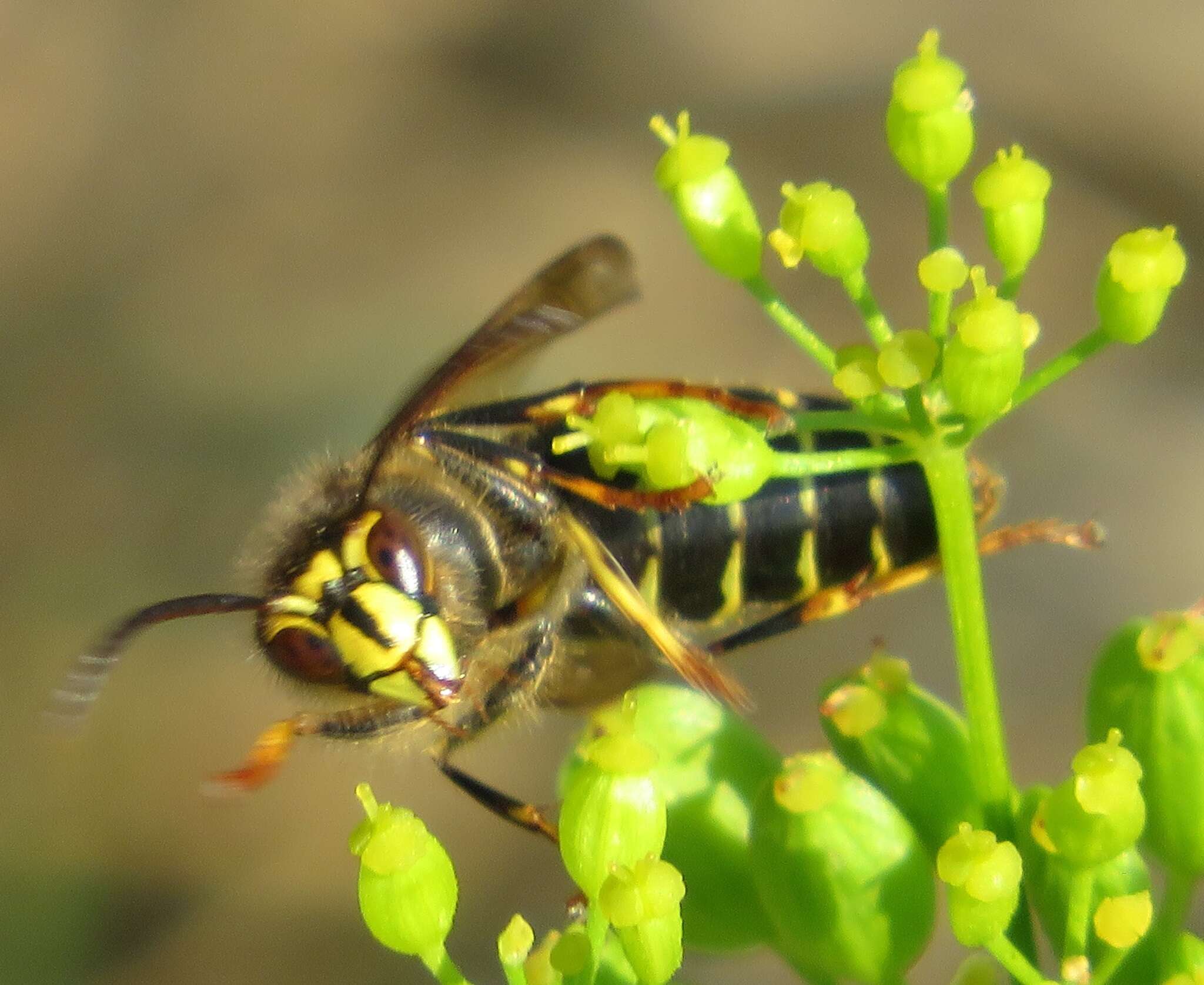 Image of median wasp