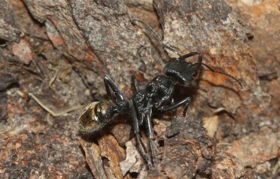 Image of Myrmecia piliventris Smith 1858