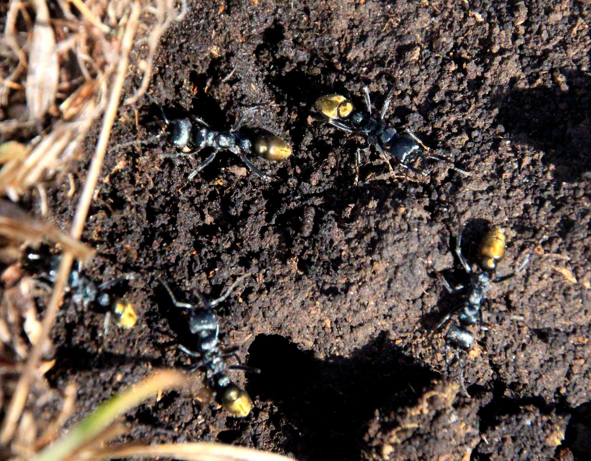 Image of Myrmecia piliventris Smith 1858