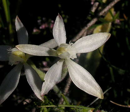 Image of Caladenia marginata Lindl.