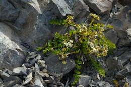 Imagem de Anisotome aromatica Hook. fil.