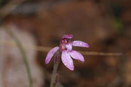 Image of Caladenia nana subsp. nana