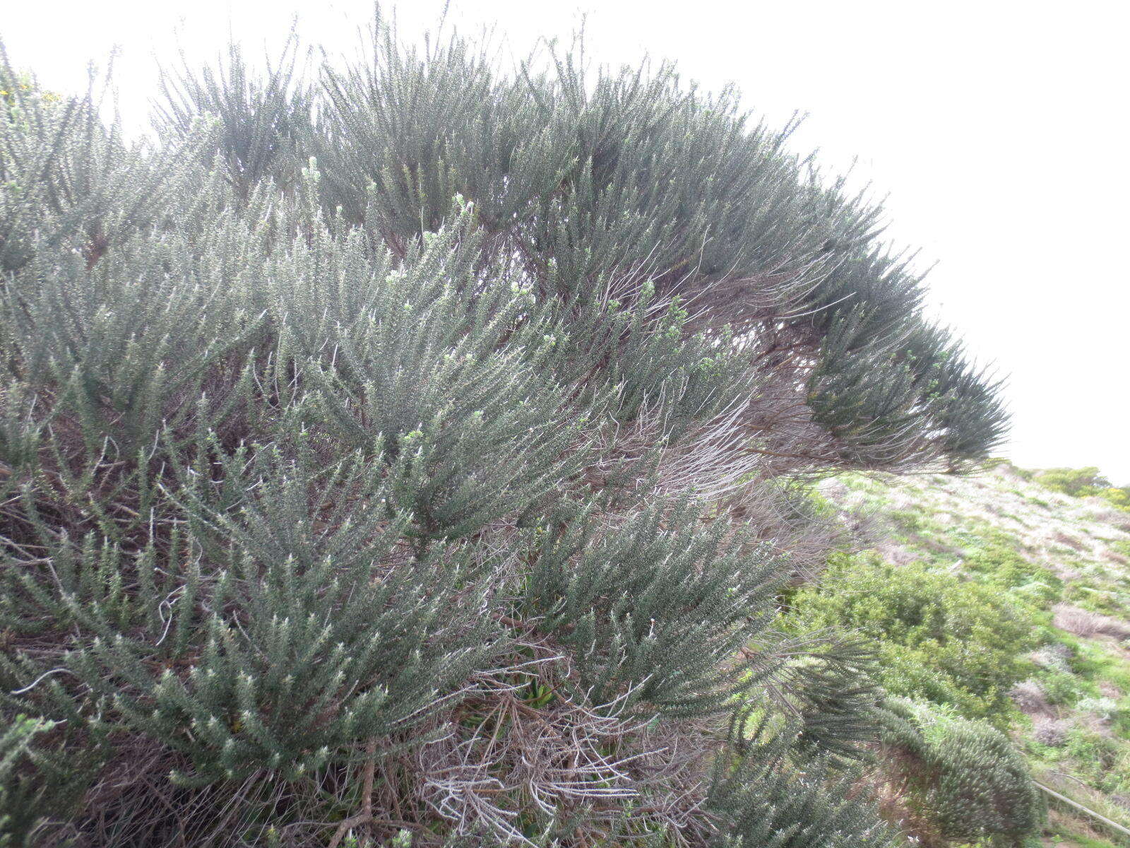 Image of Strandveld Blombush