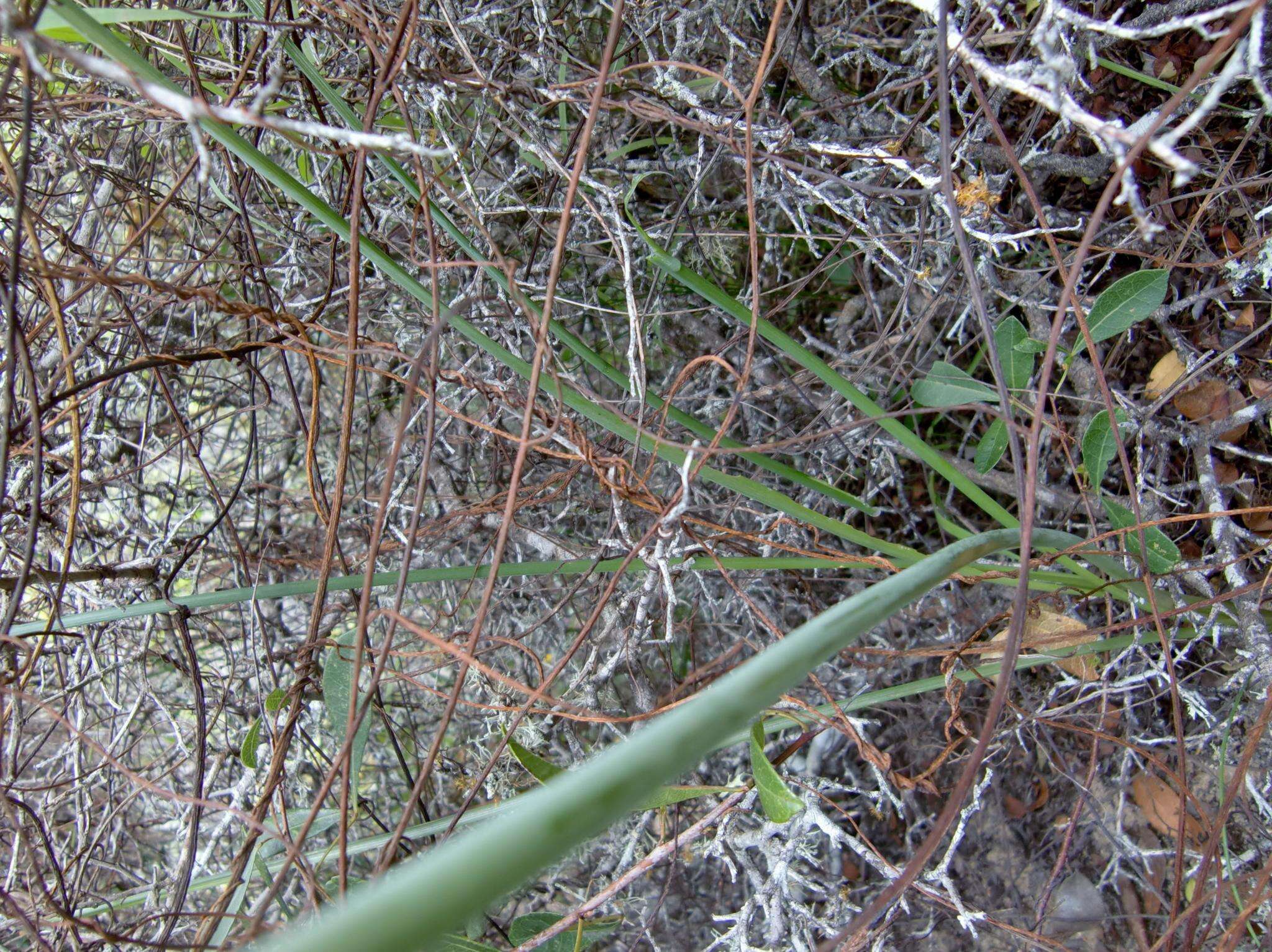 Image of Albuca juncifolia Baker