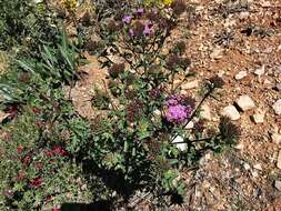 Image of Stevia hintoniorum B. L. Turner