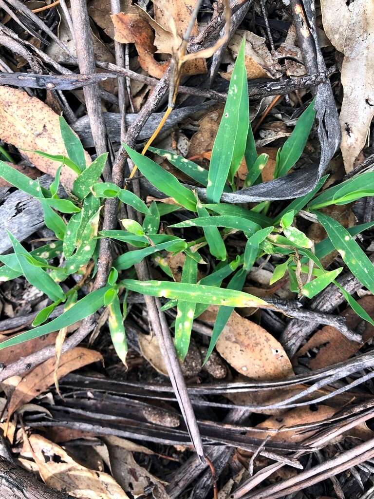 Plancia ëd Brachiaria foliosa (R. Br.) Hughes