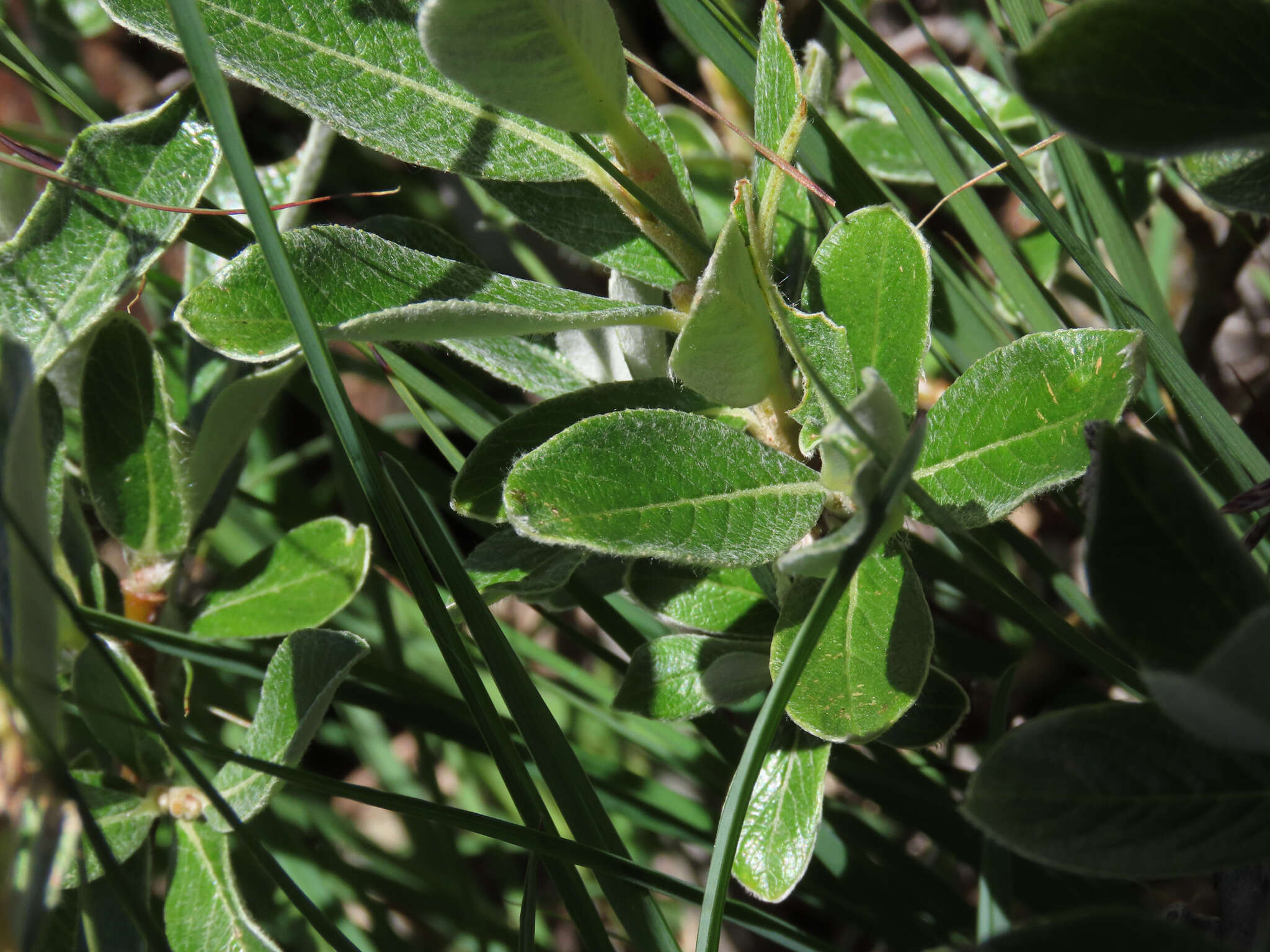 Image de Saule de Suisse