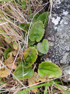 Imagem de Ourisia macrophylla subsp. lactea (L. B. Moore) Meudt