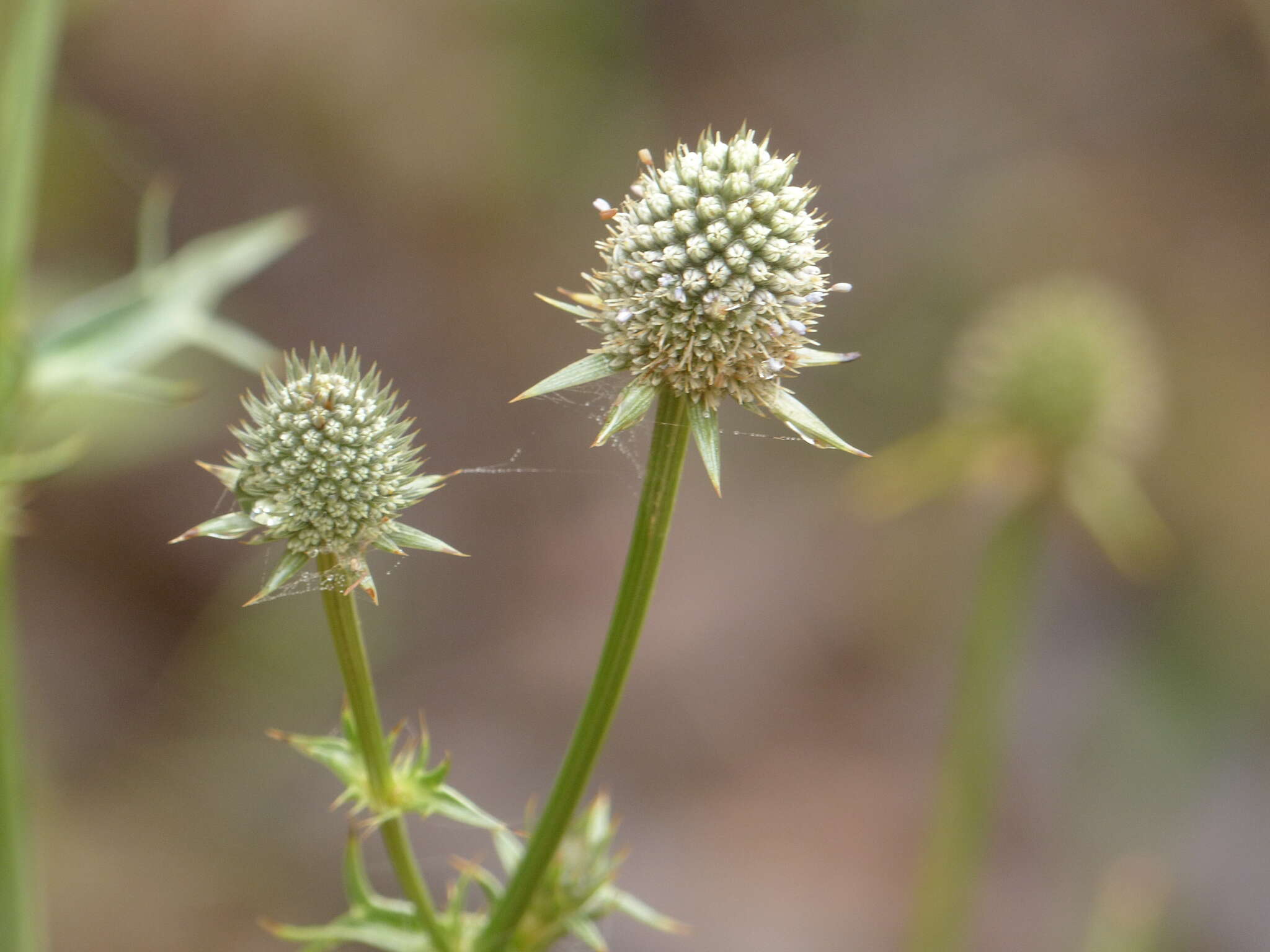 Imagem de Eryngium mexiae L. Constance