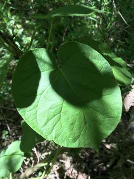 Image of oldfield milkvine