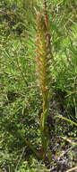 Imagem de Disa densiflora (Lindl.) Bolus