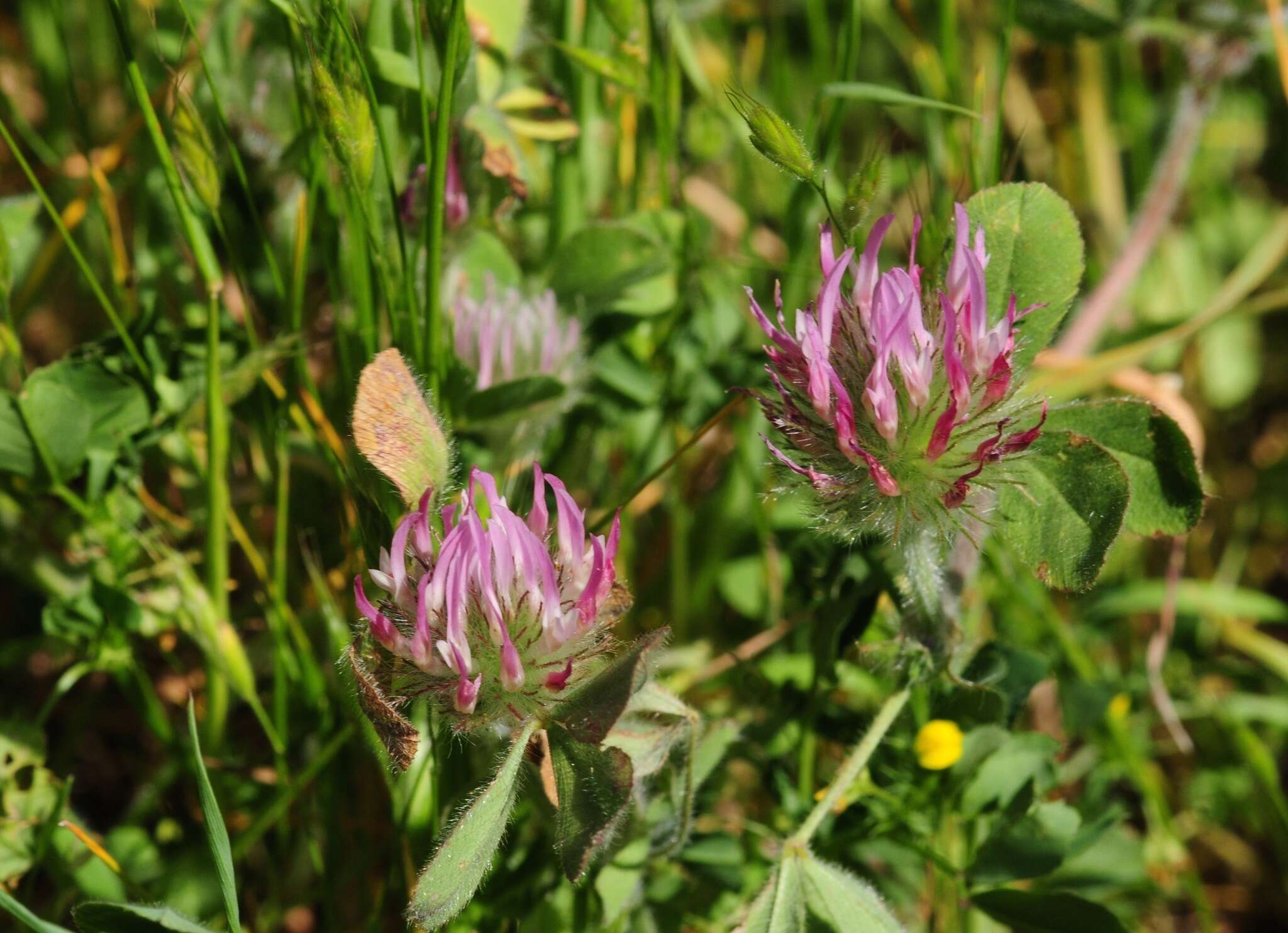 Image of rose clover