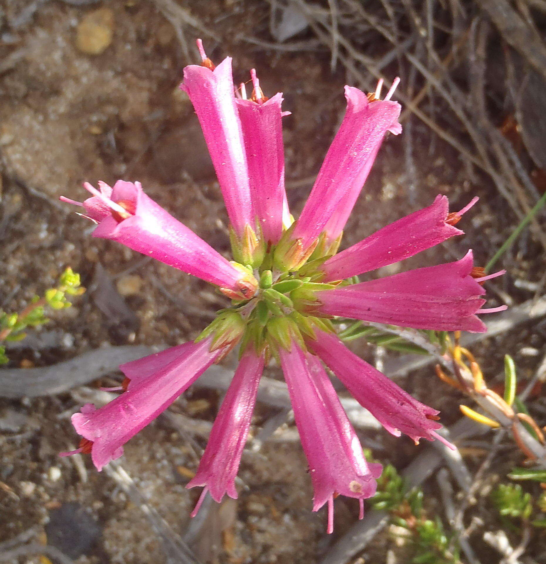 Image of Erica abietina subsp. atrorosea E. G. H. Oliv. & I. M. Oliv.