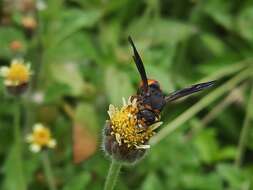 Euodynerus dantici violaceipennis Giordani Soika 1973的圖片