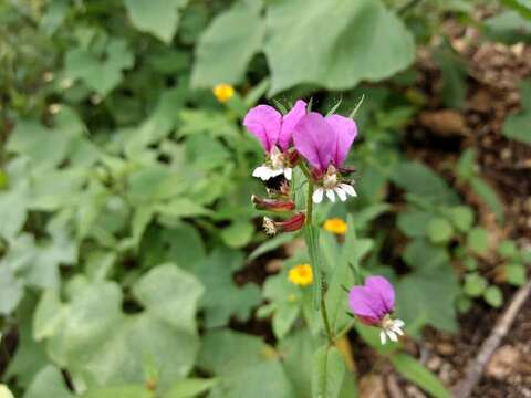 Слика од Cuphea glossostoma Koehne