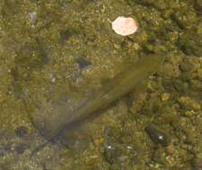 Image of Andalusian Barbel